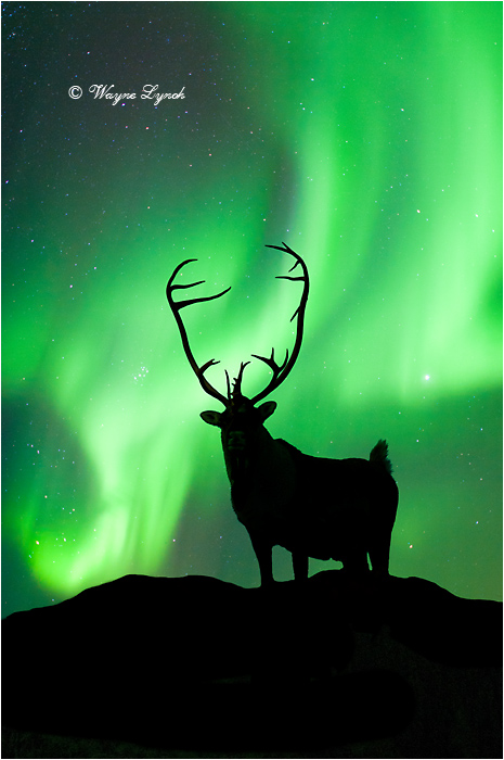 Caribou Bull & the Northern Lights by Dr. Wayne Lynch © 